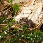 Frosch am Wasser