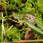 Frosch im Moos