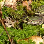 Frösche in der Sonne