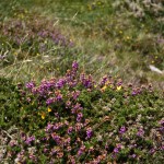 Flora auf Valentia Island